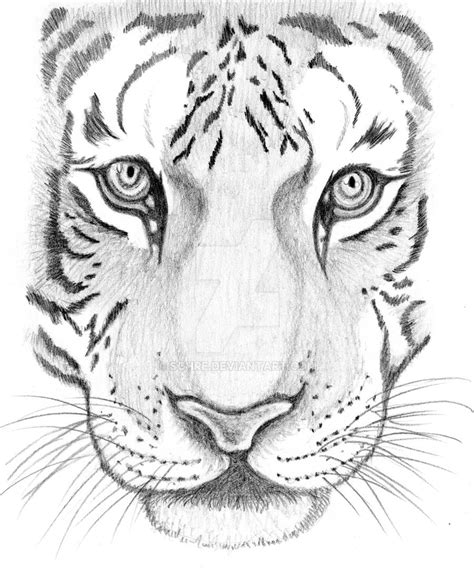 Tiger sketch by Schre on DeviantArt