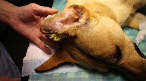 Are Dog Ear hematomas painful? - thedoginsight