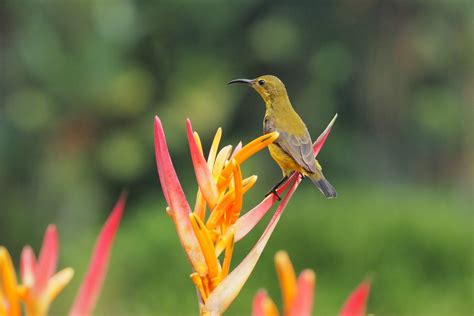 127-million-year-old fossil of smallest ancient baby bird sheds new light on avian evolution