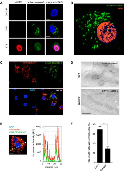 Active caspase-3 and caspase-7 are located to the mitochondria in CSF-1... | Download Scientific ...