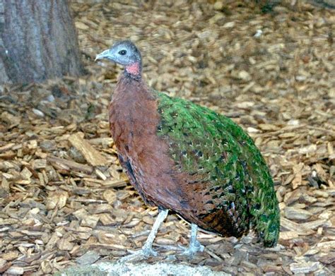 Congo Peafowl | Peafowl, Pet birds, Bird species