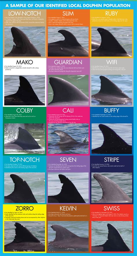 12 Different Dolphin Dorsal Fins - Clearwater Marine Aquarium