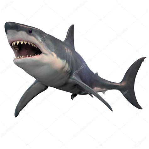 Great White Shark Isolated Stock Photo by ©CoreyFord 115159204