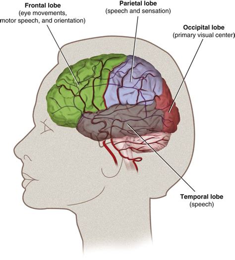 Cerebral Functional Anatomy and Rapid Neurologic Examination | Radiology Key