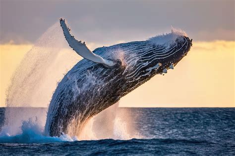 Whales - WorldAtlas