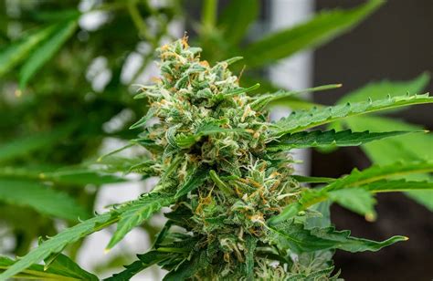 Flower Nutrients | Best Flower Site