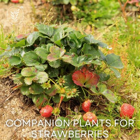 11+ companion plants for strawberries 🍓 🌿 Enhancing growth and repelling pests