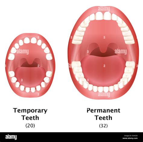 Comparison of temporary teeth of a child and permanent teeth of an Stock Photo: 87664136 - Alamy