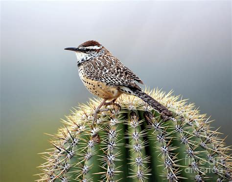 Cactus Wren on Saguaro Photograph by Denise Bruchman - Pixels