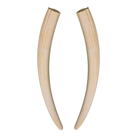 Replica Walrus Tusks For Sale – Skulls Unlimited International, Inc.