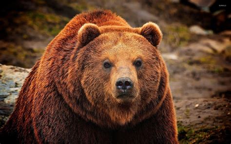 Grizzly Bear Wallpapers - Top Free Grizzly Bear Backgrounds - WallpaperAccess