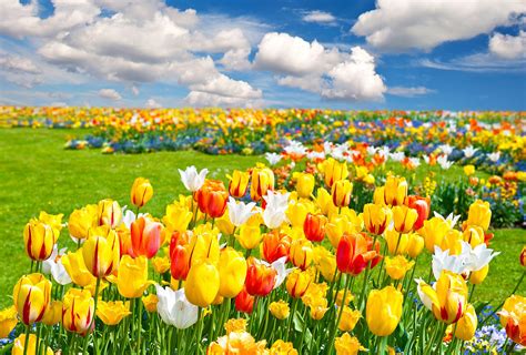 Tulip Fields Wallpapers - Top Free Tulip Fields Backgrounds - WallpaperAccess