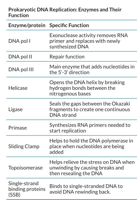 How many types of DNA polymerase are present in bacteria?