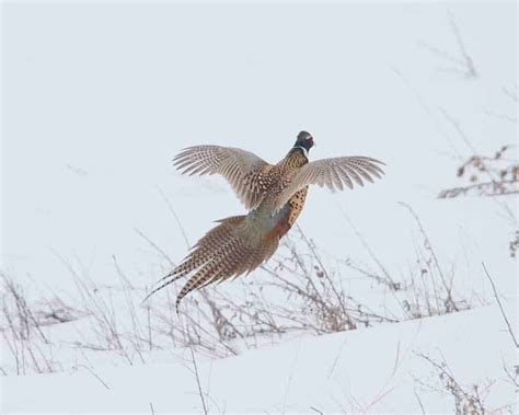 South Dakota Pheasant Hunting, South Dakota Pheasant Hunting Lodge