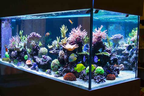 About our reliable Aquarium Repair in Huntington Beach, CA, 92646