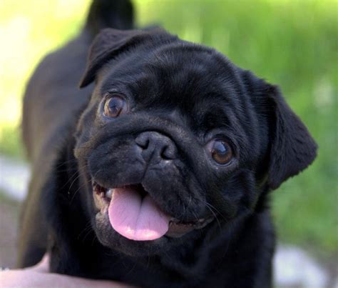 3116 best images about pugs on Pinterest | Pug love, Brindle pug and Black pug