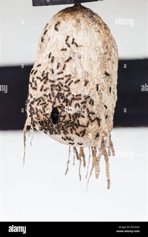 Flying ants nest hi-res stock photography and images - Alamy