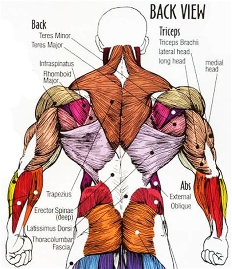 Lower Back Muscle Diagram / Lower Back Muscles Hurt : Increasing Blood Flow To Reduce ... - The ...