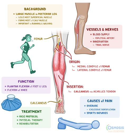 Leg Pain Calf Muscle