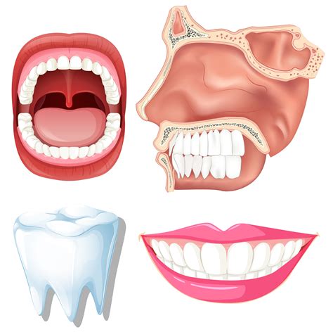 Human Teeth Anatomy