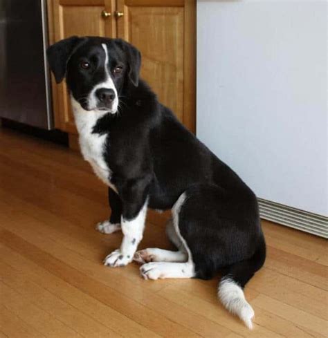 Border Collie Lab Mix: Complete Guide to Raising a Borador