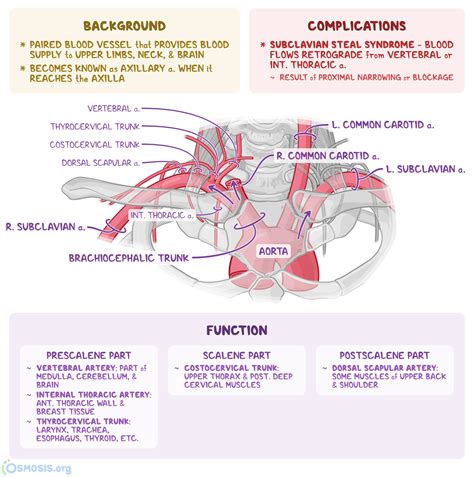 Branches Of Axillary Artery