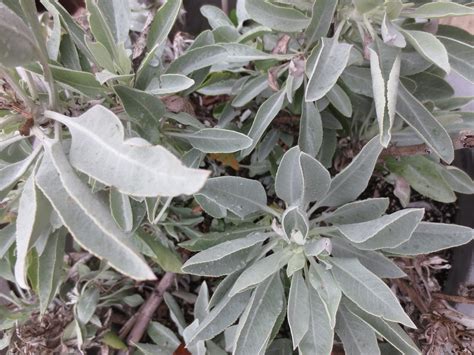 Salvia apiana, White Sage – Larner Seeds