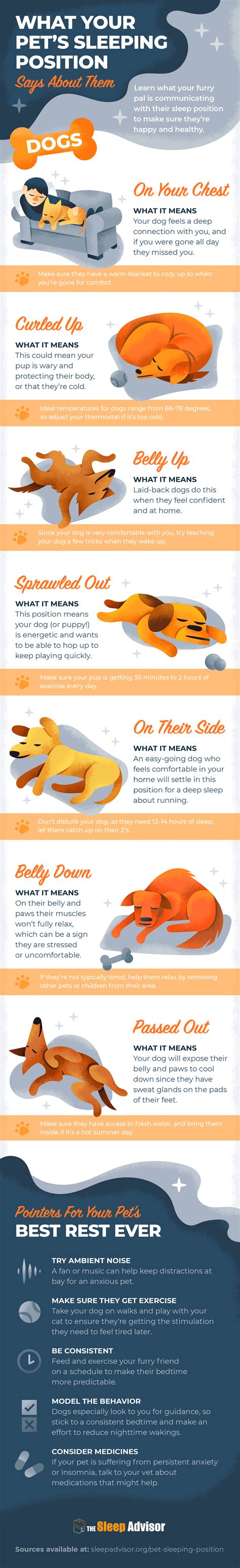 Dog Sleeping Positions Chart Meaning