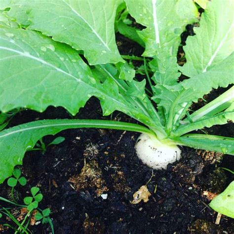 Turnip Greens [How to Grow and Cook] | Family Food Garden