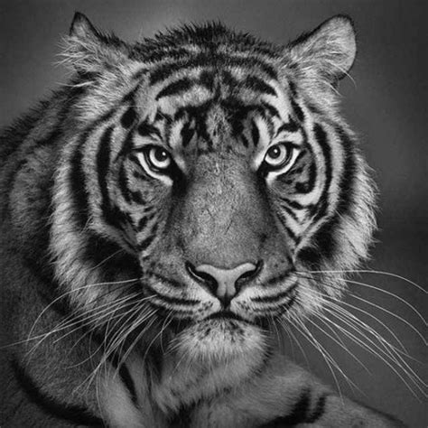 LOL Image: 28 Wonderful Realistic Animal Drawings