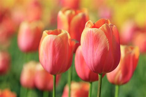 Pink and Orange Tulips Photograph by Catherine Avilez - Fine Art America