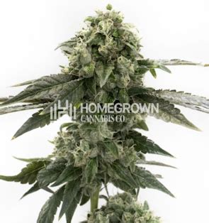 How to Grow Autoflower: Autoflower Grow Guide