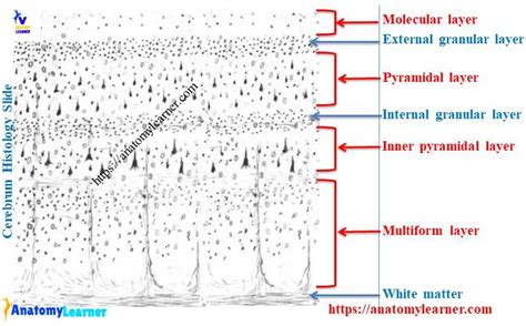 Cerebrum Histology - 6 Different Layers with Labeled Diagram » AnatomyLearner >> Veterinary ...