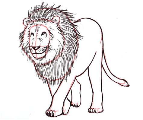 How To Draw A Lion Step By Step