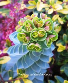 130 Unusual Succulents ideas | succulents, planting succulents, cacti and succulents