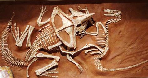 The fossil of a velociraptor was found with its sickle claw embedded in a protoceratops’ throat ...