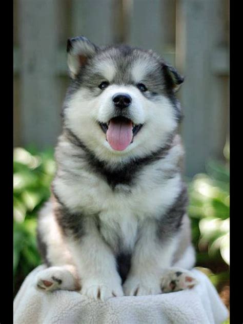 Fluffy Husky Puppy | Husky | Pinterest