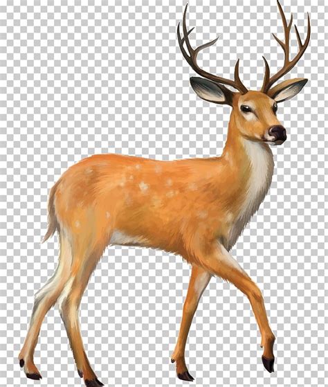 deer png 20 free Cliparts | Download images on Clipground 2023