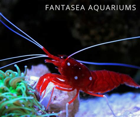 7 Saltwater Aquarium Shrimp For Your Reef Tank | Maryland Aquarium Design