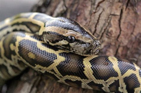 How the Burmese Python Took Over the Florida Everglades - Florida Insider