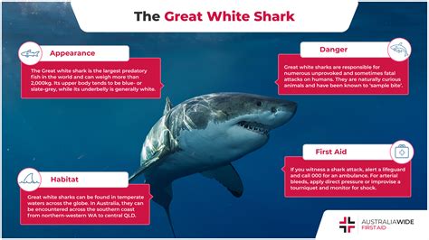 Largest Great White Shark Attack