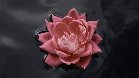 pink Roses, Water, Nature, Macro, Flowers, Rose, Black, Pink Wallpapers HD / Desktop and Mobile ...