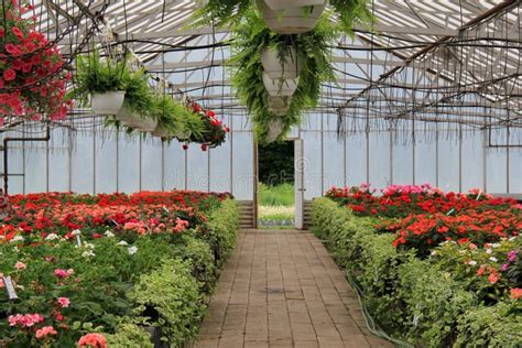 Nursery Greenhouse With Variety Of Flowers And Plants Stock Image - Image of annual, gardening ...