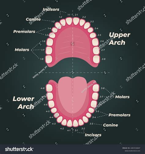 Human Teeth Diagram