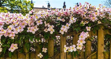 Help and Advice on Growing Flowering Climbers in Your Garden | Garden