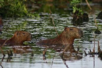 Capybara Facts & Habitat | What is a Capybara? | Study.com