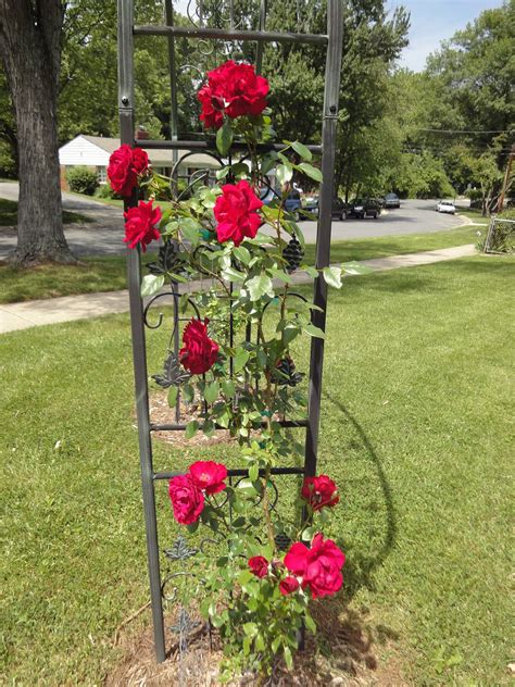 Two year old red climbing roses from Heirloom Roses on a decorative iron trellis in Bethesda ...