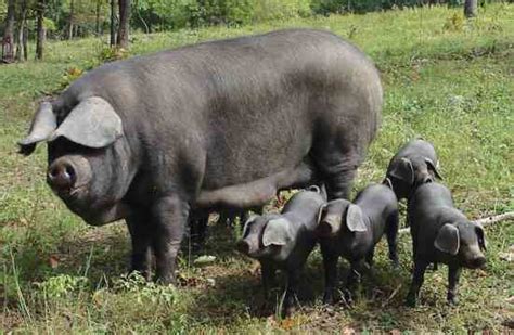 Guide to Heritage Hog Breeds - Grit | Rural American Know-How