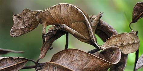 Can Geckos Camouflage?