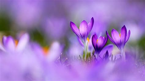 Bing HD Wallpaper : Equinox de printemps - Bing Wallpaper Gallery